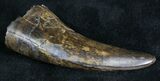 Large Tyrannosaur Tooth - Montana #28284-2